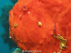 hitchiking on a frog fish. blenny blending on the frogfish by Pieter Roos 